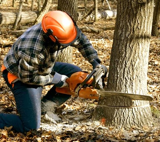 Tree Removal in Pickrell, NE